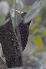 Blythipicus pyrrhotis