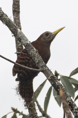 Blythipicus pyrrhotis