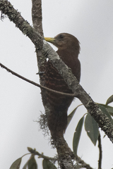 Blythipicus pyrrhotis