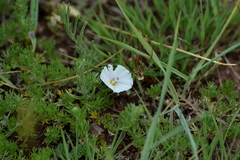 Convolvulus ammannii