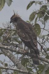 Nisaetus nipalensis