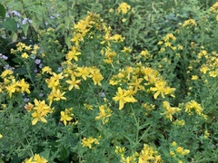 Hypericum × desetangsii