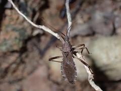 Lisarda rhypara