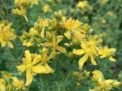 Hypericum × desetangsii