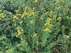 Hypericum × desetangsii