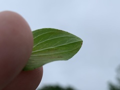 Hypericum × desetangsii