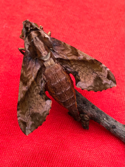 Eupanacra elegantulus