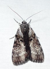 Catocala andromedae