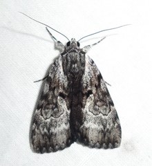 Catocala andromedae