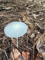Leucocoprinus fragilissimus image