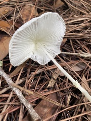 Leucocoprinus fragilissimus image
