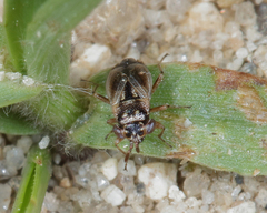 Geocoris discopterus
