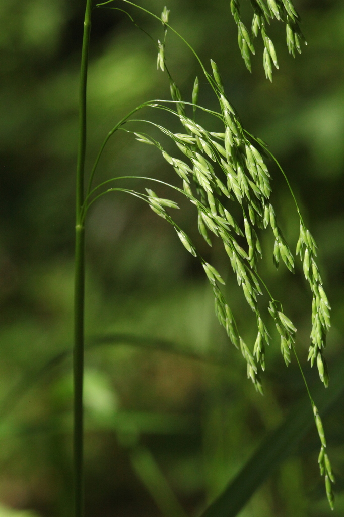 Glyceria lithuanica