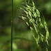 Glyceria lithuanica - Photo 由 Svetlana Nesterova 所上傳的 (c) Svetlana Nesterova，保留部份權利CC BY-NC