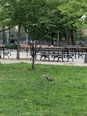 Sciurus carolinensis