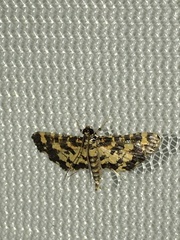 Eurrhyparodes tricoloralis