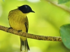 Rubigula melanicterus