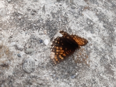 Melitaea diamina