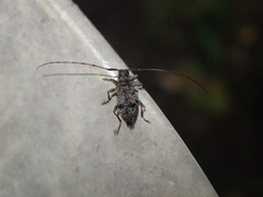 Leiopus femoratus