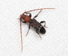 Ectosticta cleroides