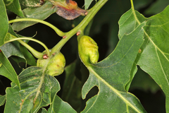 Melikaiella tumifica