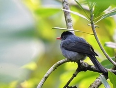 Hypsipetes ganeesa