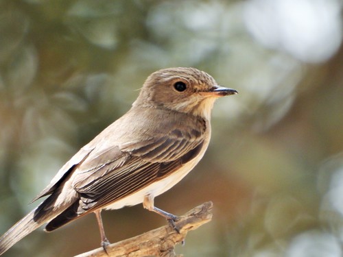 Papamoscas gris (Muscicapa striata)