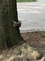 Sciurus carolinensis