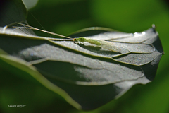 Leucochrysa floridana