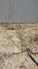 Artemisia scoparia