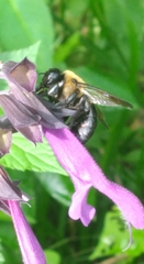 Xylocopa virginica image