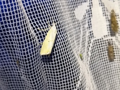 Xanthocrambus saxonellus