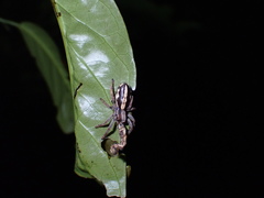 Storenomorpha