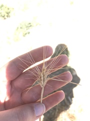 Elymus multisetus