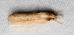 Calamotropha leptogrammellus