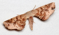 Parepisparis multicolora