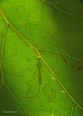 Leucochrysa floridana