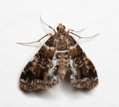 Elophila responsalis