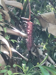 Heliconia mariae