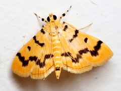 Dichocrocis clytusalis