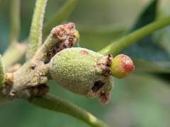 Callirhytis perditor