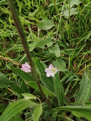 Convolvulus arvensis