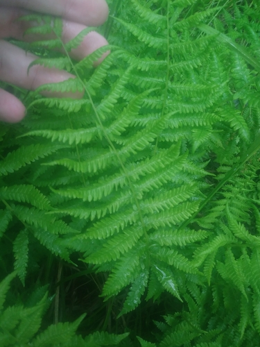 Image of Coryphopteris simulata by (c) Chris Hoess, some rights reserved (CC BY-SA)