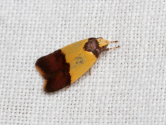 Heteroteucha dichroella