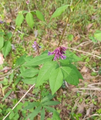 Vicia venosa baicalensis