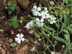 Gypsophila elegans