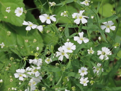 Gypsophila elegans