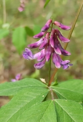 Vicia venosa baicalensis