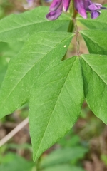 Vicia venosa baicalensis
