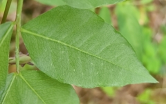 Vicia venosa baicalensis
